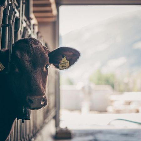 Kinderbauernhof Scharrerhof Hollersbach im Pinzgau Exteriör bild
